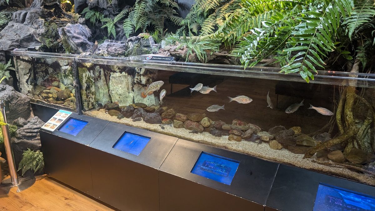 館内の水槽。展示の幅は広いです